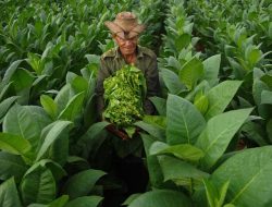 Rokok Lokal Sumenep Membawa Angin Segar bagi Petani Tembakau dan Masyarakat
