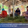 Anggaran Budidaya Rumput Laut Sumenep Nol Selama Tiga Tahun
