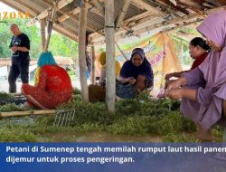 Anggaran Budidaya Rumput Laut Sumenep Nol Selama Tiga Tahun