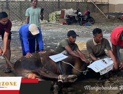 16 Ekor Sapi Disembelih PT ESM, Berkah yang Dinantikan Warga Setiap Idul Adha