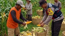 Dukung Swasembada Pangan, Bhabinkamtibmas Desa Torbang Panen Jagung Bersama Petani