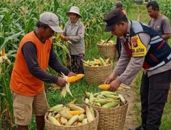 Dukung Swasembada Pangan, Bhabinkamtibmas Desa Torbang Panen Jagung Bersama Petani