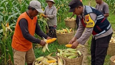 Dukung Swasembada Pangan, Bhabinkamtibmas Desa Torbang Panen Jagung Bersama Petani